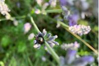 Chrysolina americana