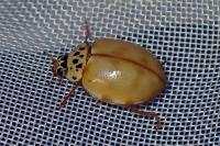 Harmonia quadripunctata