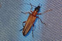 Oedemera podagrariae