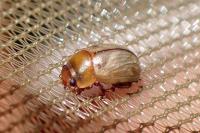 Gonioctena olivacea
