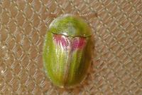 Cassida sanguinolenta
