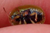 Cassida sanguinolenta