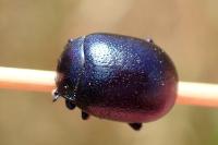 Chrysolina haemoptera