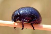 Chrysolina haemoptera