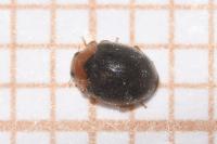 Scymnus rubromaculatus