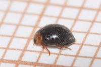 Scymnus rubromaculatus