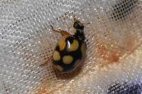 Adalia decempunctata