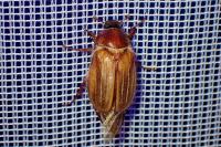Amphimallon solstitiale