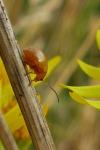 Sphaeroderma