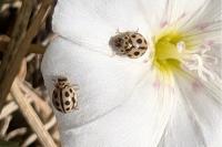 Tytthaspis sedecimpunctata