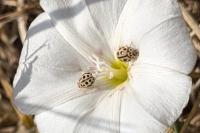 Tytthaspis sedecimpunctata