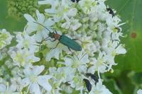 Anogcodes seladonius