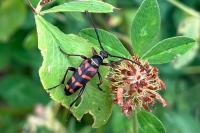 Leptura aurulenta