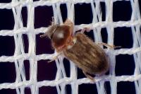 Heterocerus