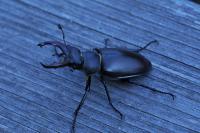 Lucanus cervus