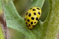 Psyllobora vigintiduopunctata