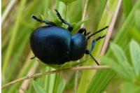 Timarcha goettingensis