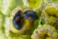 Scymnus
