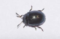 Plagiodera versicolora