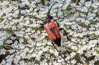 Stictoleptura cordigera