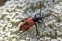 Stictoleptura cordigera