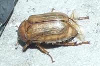 Amphimallon solstitiale
