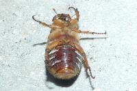 Amphimallon solstitiale