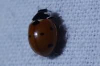 Coccinella septempunctata