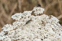 Anogcodes seladonius