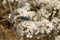 Anogcodes seladonius