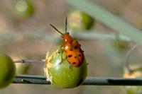 Crioceris duodecimpunctata