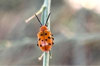 Crioceris duodecimpunctata