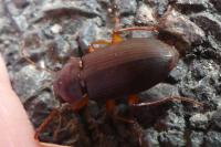 Pseudoophonus rufipes