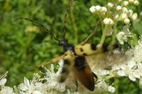 Rutpela maculata
