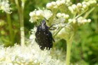 Oxythyrea funesta