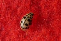 Oenopia conglobata