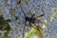 Stenopterus rufus