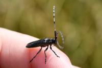 Agapanthia