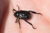 Hoplia philanthus