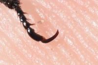 Hoplia philanthus