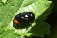 Cryptocephalus biguttatus