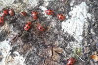 Endomychus coccineus