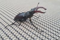Lucanus cervus