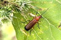 Rhagonycha fulva
