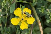 Oedemera nobilis