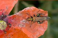 Oedemera nobilis