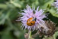 Coccinella septempunctata