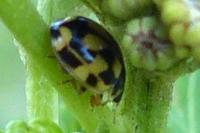 Propylea quatuordecimpunctata