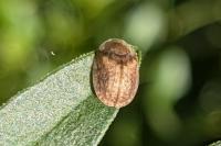 Hypocassida subferruginea