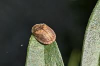 Hypocassida subferruginea